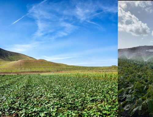 Agua para sembrar futuro: Lanzarote impulsa la agricultura